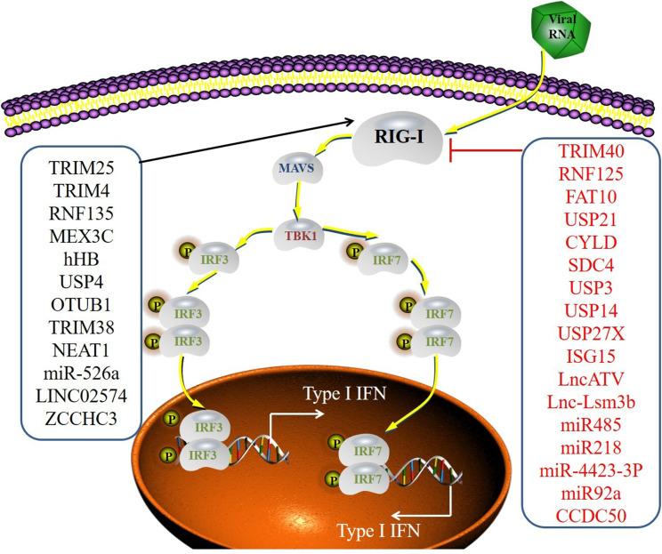 https://cdn.ncbi.nlm.nih.gov/pmc/blobs/4280/11180453/2dedbc9d4c8b/JIR-17-3737-g0001.jpg