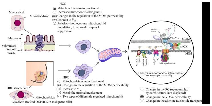 https://cdn.ncbi.nlm.nih.gov/pmc/blobs/4285/5525093/f0f8e3b35aac/OMCL2017-1372640.008.jpg