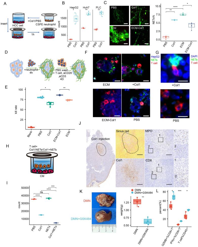 https://cdn.ncbi.nlm.nih.gov/pmc/blobs/4289/10882882/0fe67083d2bc/40164_2024_476_Fig4_HTML.jpg