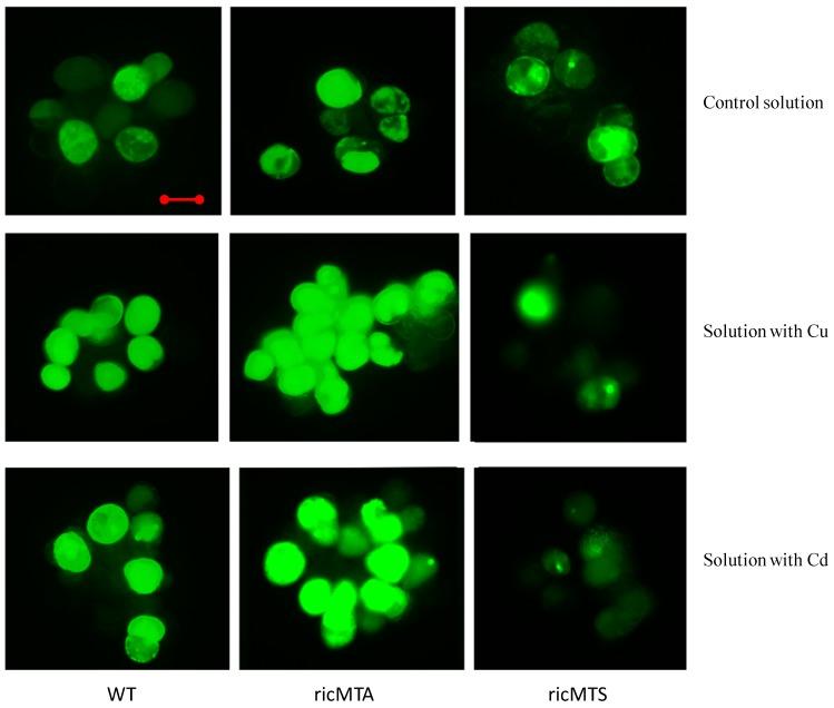https://cdn.ncbi.nlm.nih.gov/pmc/blobs/428a/5666765/4d97879d6778/ijms-18-02083-g005.jpg