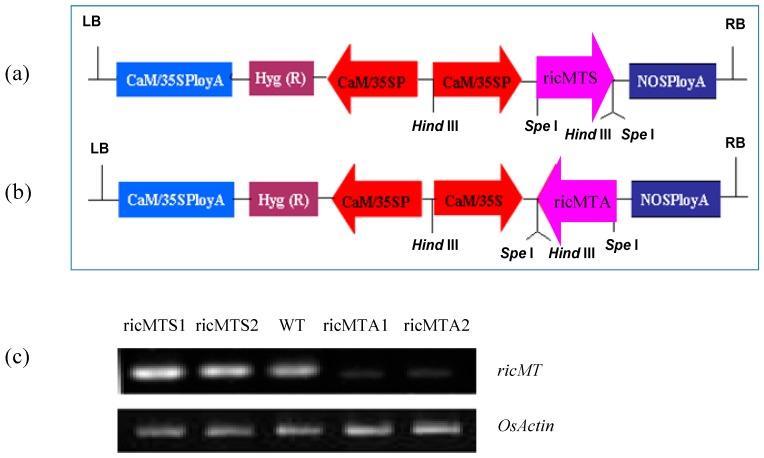 https://cdn.ncbi.nlm.nih.gov/pmc/blobs/428a/5666765/ec4711a00a0a/ijms-18-02083-g003.jpg
