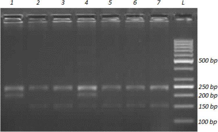 https://cdn.ncbi.nlm.nih.gov/pmc/blobs/428b/8114577/8e1f2a53c54c/NDT-16-3251-g0003.jpg