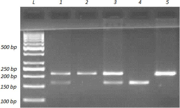 https://cdn.ncbi.nlm.nih.gov/pmc/blobs/428b/8114577/a5c96cc3f921/NDT-16-3251-g0002.jpg
