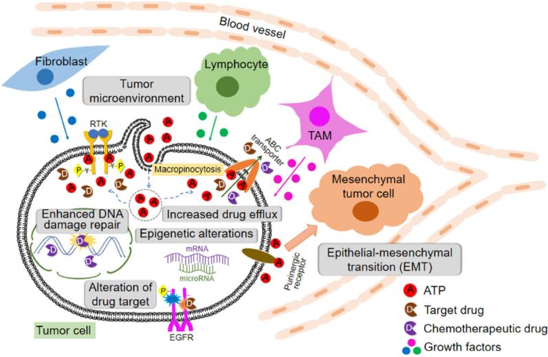 https://cdn.ncbi.nlm.nih.gov/pmc/blobs/4292/8992623/2e4ae771b815/cdr-2-141.fig.1.jpg