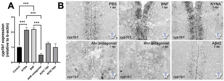 https://cdn.ncbi.nlm.nih.gov/pmc/blobs/4294/8534484/7ab7076d394f/cells-10-02748-g002.jpg
