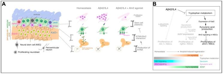 https://cdn.ncbi.nlm.nih.gov/pmc/blobs/4294/8534484/e6ae699c81b8/cells-10-02748-g006.jpg