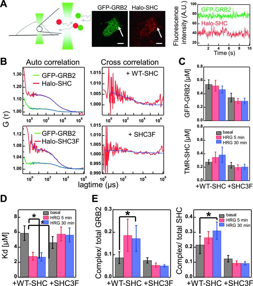 https://cdn.ncbi.nlm.nih.gov/pmc/blobs/4295/7902154/01b563164951/18_001-g003.jpg