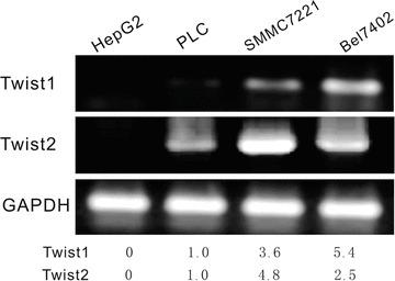 https://cdn.ncbi.nlm.nih.gov/pmc/blobs/4299/3922390/82a5dec606a2/jcmm0015-0691-f2.jpg