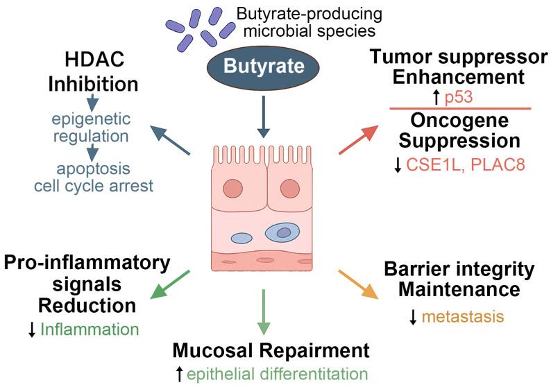 https://cdn.ncbi.nlm.nih.gov/pmc/blobs/429b/12348773/aa9bc49deb18/nutrients-17-02501-g001.jpg