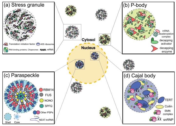https://cdn.ncbi.nlm.nih.gov/pmc/blobs/429d/9265587/a64b0220ad1b/cells-11-02063-g001.jpg