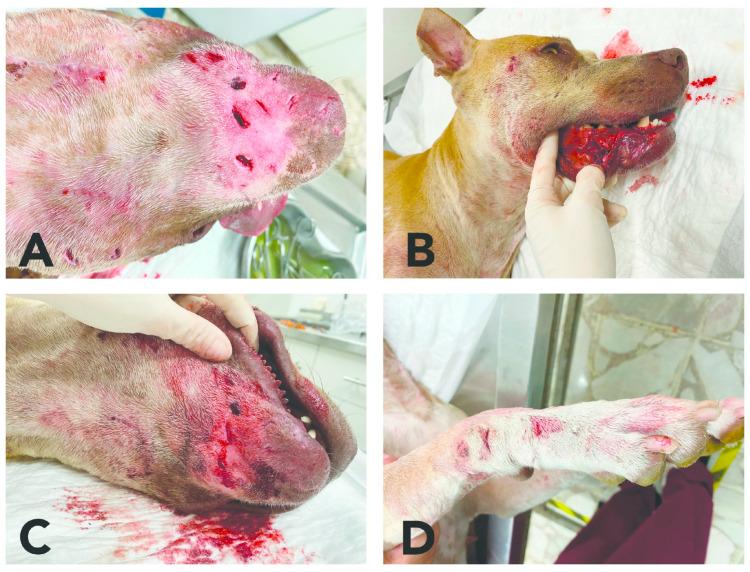 https://cdn.ncbi.nlm.nih.gov/pmc/blobs/42a1/9454875/4a374c773c9a/animals-12-02257-g003.jpg