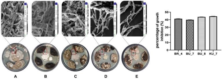 https://cdn.ncbi.nlm.nih.gov/pmc/blobs/42a2/11165134/7dd245a74602/fmicb-15-1405090-g003.jpg