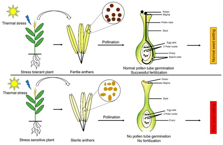 https://cdn.ncbi.nlm.nih.gov/pmc/blobs/42a2/7913793/d368bd1a6298/plants-10-00293-g003.jpg