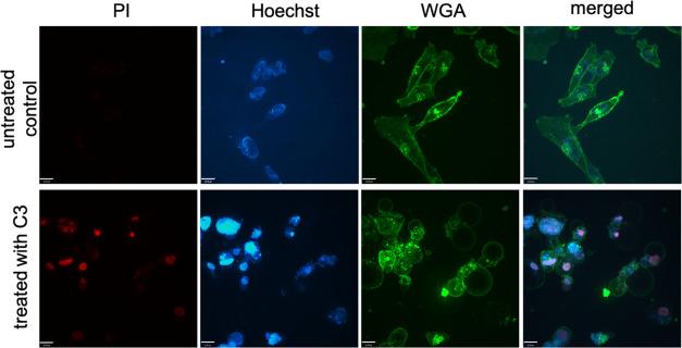 https://cdn.ncbi.nlm.nih.gov/pmc/blobs/42a3/11340086/b3e283265f93/ao4c01314_0006.jpg