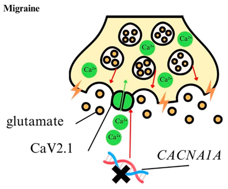 https://cdn.ncbi.nlm.nih.gov/pmc/blobs/42a8/11642227/193d75d08083/ijms-25-13133-g004.jpg