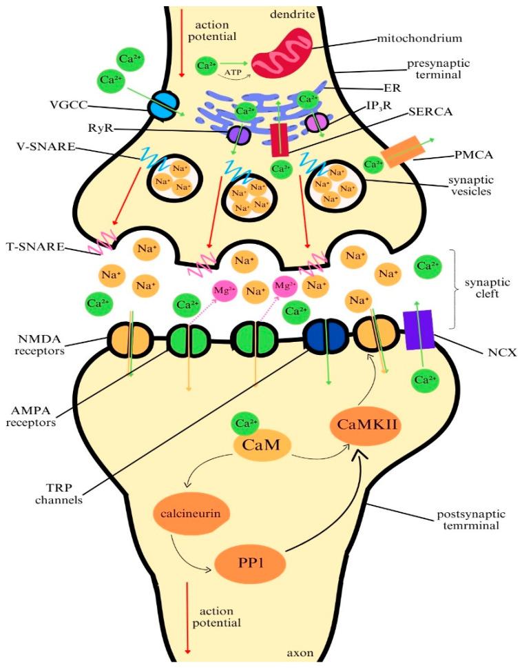 https://cdn.ncbi.nlm.nih.gov/pmc/blobs/42a8/11642227/9907b24af46c/ijms-25-13133-g001.jpg