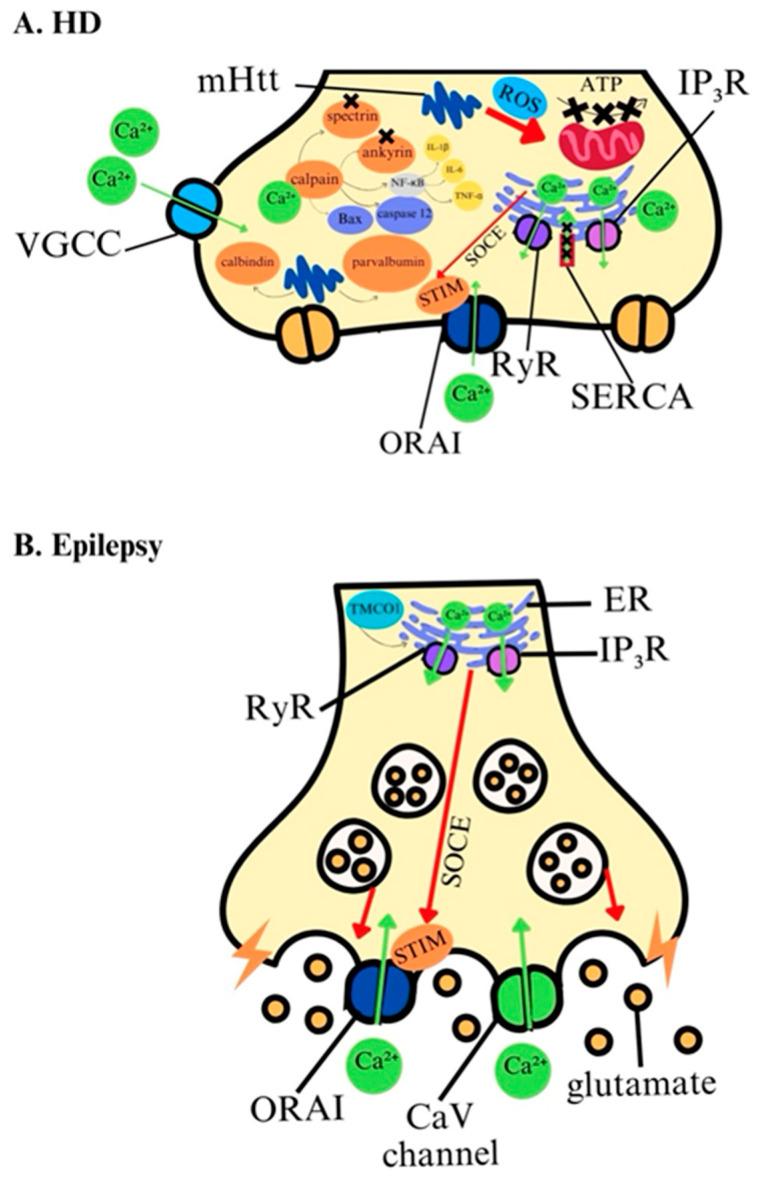 https://cdn.ncbi.nlm.nih.gov/pmc/blobs/42a8/11642227/dd97959ce207/ijms-25-13133-g003.jpg