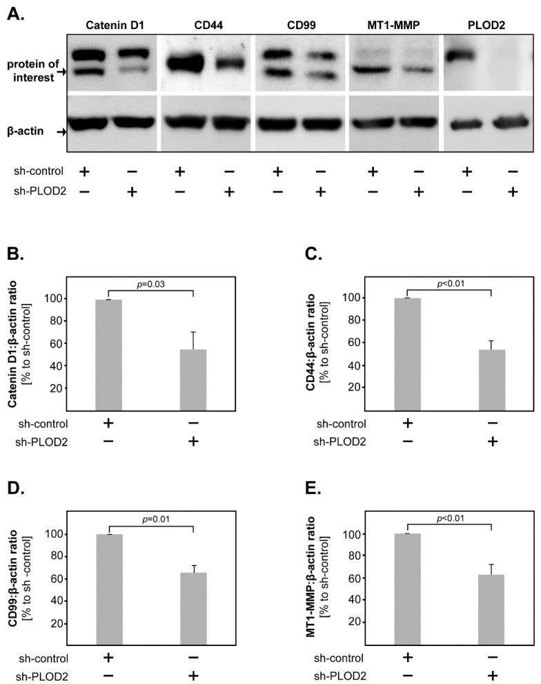 https://cdn.ncbi.nlm.nih.gov/pmc/blobs/42a9/9181500/17d1426f1248/ijms-23-06037-g005.jpg