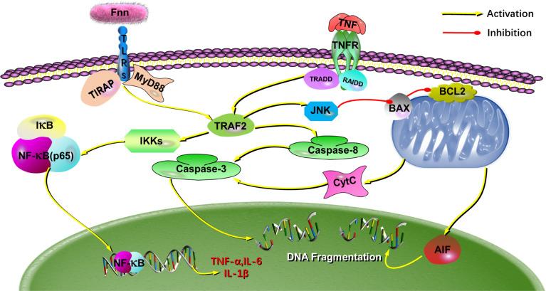 https://cdn.ncbi.nlm.nih.gov/pmc/blobs/42a9/9237437/4881004c1910/fcimb-12-827750-g010.jpg