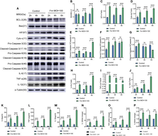 https://cdn.ncbi.nlm.nih.gov/pmc/blobs/42a9/9237437/a76545bcef56/fcimb-12-827750-g004.jpg