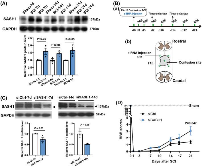 https://cdn.ncbi.nlm.nih.gov/pmc/blobs/42ae/9804067/bc1e05013bae/CNS-29-228-g005.jpg