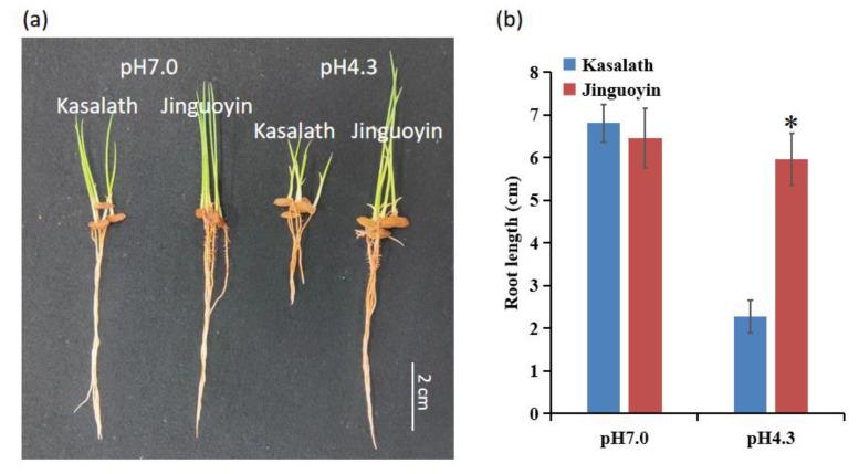 https://cdn.ncbi.nlm.nih.gov/pmc/blobs/42af/8066893/0fd582e00292/plants-10-00634-g003.jpg