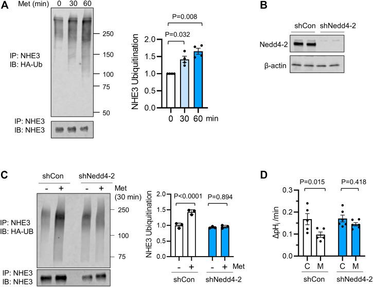 https://cdn.ncbi.nlm.nih.gov/pmc/blobs/42af/9014215/a23d62a3721c/fphys-13-867244-g004.jpg