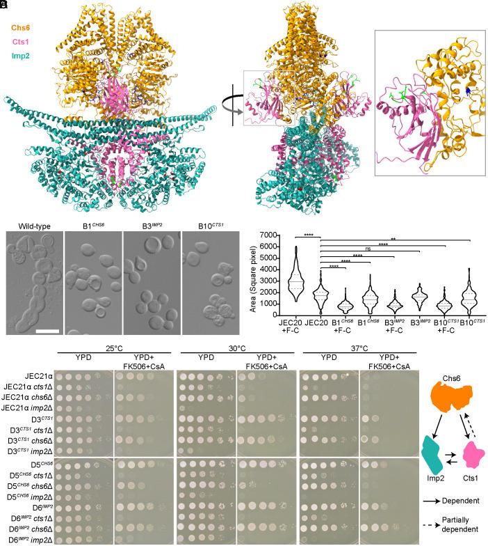 https://cdn.ncbi.nlm.nih.gov/pmc/blobs/42b0/12130876/ac326e545acf/pnas.2503751122fig04.jpg