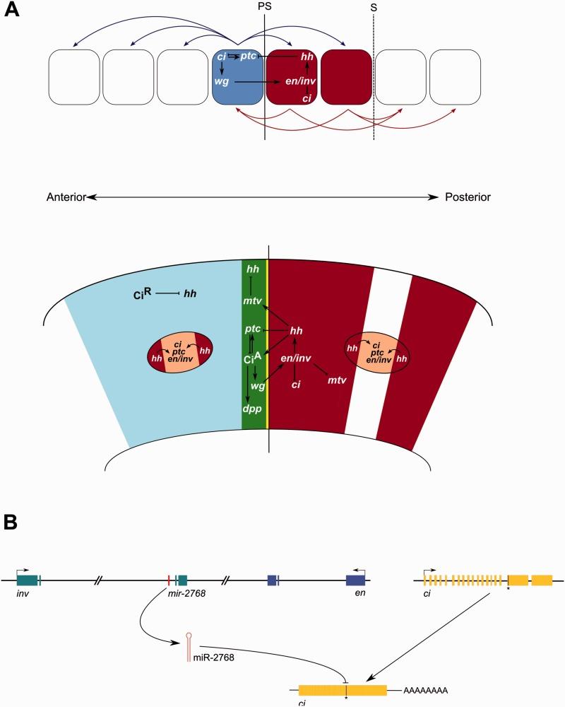 https://cdn.ncbi.nlm.nih.gov/pmc/blobs/42b1/4408404/f1ea4fca3758/msv004f6p.jpg