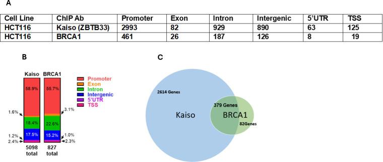 https://cdn.ncbi.nlm.nih.gov/pmc/blobs/42b4/12133338/1238c19acbb5/rsob.240329.f005.jpg
