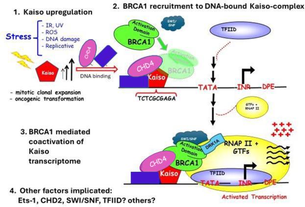 https://cdn.ncbi.nlm.nih.gov/pmc/blobs/42b4/12133338/ca37ba475a5d/rsob.240329.fg001.jpg
