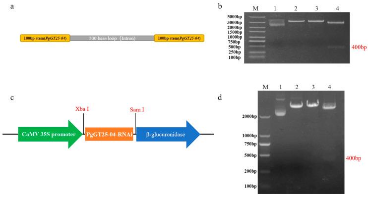 https://cdn.ncbi.nlm.nih.gov/pmc/blobs/42b7/10224475/62364e3c3d5f/plants-12-01980-g007.jpg
