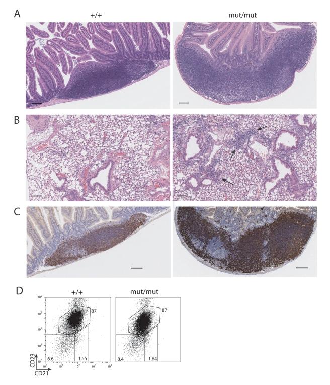 https://cdn.ncbi.nlm.nih.gov/pmc/blobs/42bb/2964333/6b1f6f0160c7/pbio.1000518.g005.jpg
