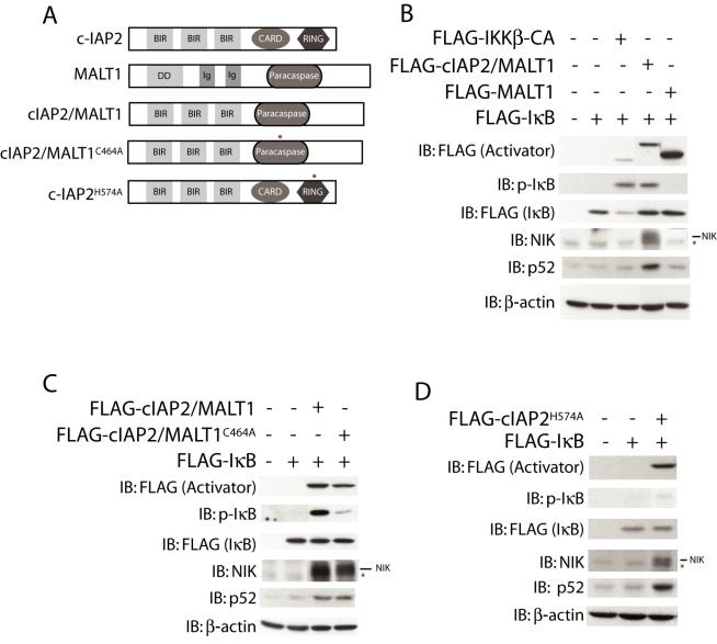 https://cdn.ncbi.nlm.nih.gov/pmc/blobs/42bb/2964333/7e0f2489af4a/pbio.1000518.g001.jpg