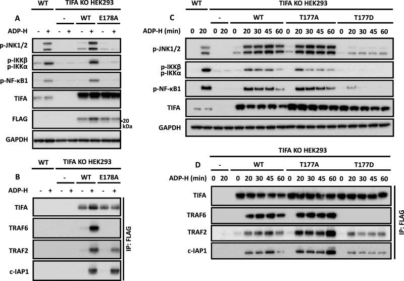 https://cdn.ncbi.nlm.nih.gov/pmc/blobs/42bd/9704527/27b7866a1153/BCJ-479-2195-g0008.jpg