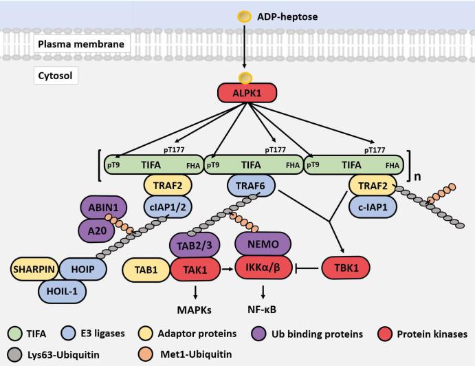 https://cdn.ncbi.nlm.nih.gov/pmc/blobs/42bd/9704527/347997cb1ecb/BCJ-479-2195-g0009.jpg