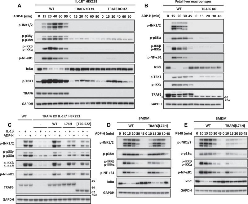https://cdn.ncbi.nlm.nih.gov/pmc/blobs/42bd/9704527/503f3460082c/BCJ-479-2195-g0003.jpg