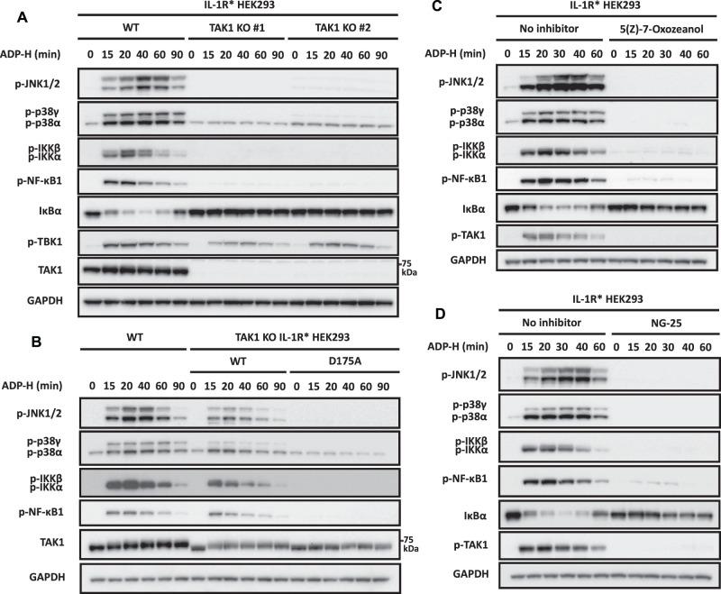 https://cdn.ncbi.nlm.nih.gov/pmc/blobs/42bd/9704527/8bb9296295a9/BCJ-479-2195-g0002.jpg