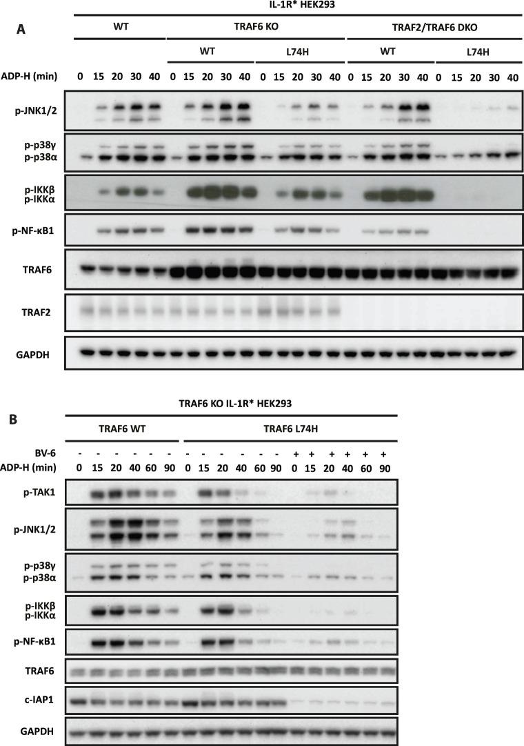 https://cdn.ncbi.nlm.nih.gov/pmc/blobs/42bd/9704527/93759ca40127/BCJ-479-2195-g0005.jpg