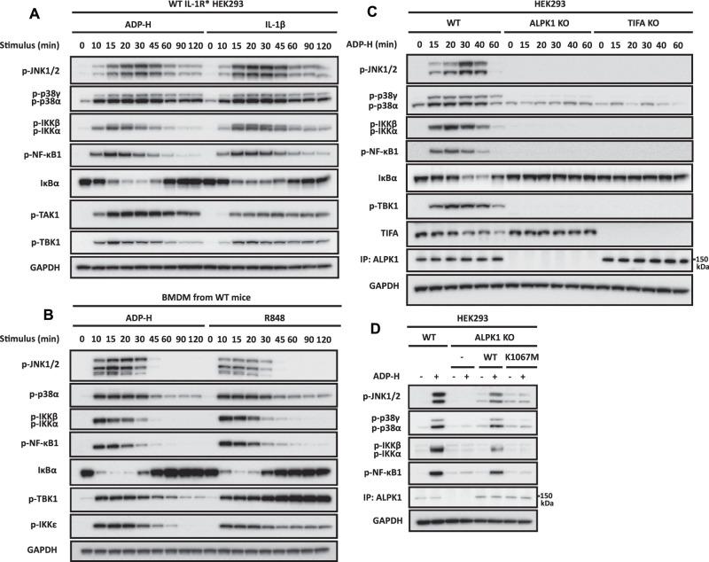 https://cdn.ncbi.nlm.nih.gov/pmc/blobs/42bd/9704527/b36e4877a0b1/BCJ-479-2195-g0001.jpg