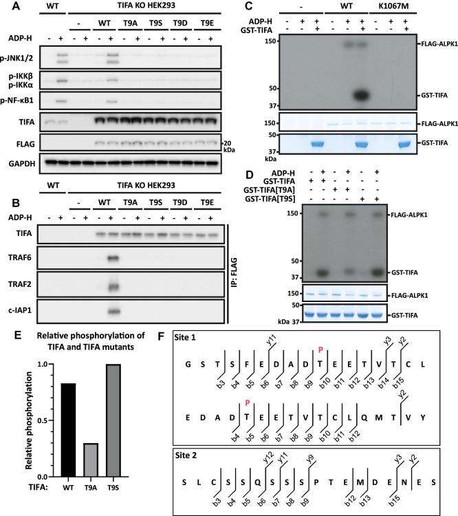 https://cdn.ncbi.nlm.nih.gov/pmc/blobs/42bd/9704527/dd8200f8b55d/BCJ-479-2195-g0006.jpg