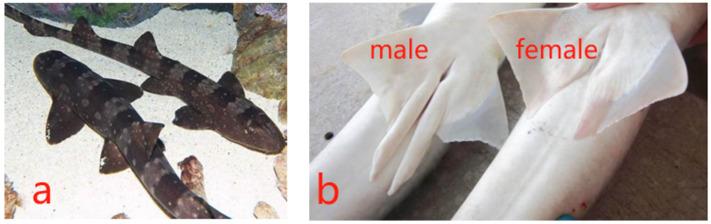 https://cdn.ncbi.nlm.nih.gov/pmc/blobs/42be/11273904/87be1d2ddff9/animals-14-02112-g001.jpg