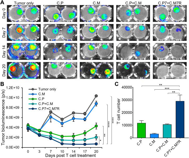 https://cdn.ncbi.nlm.nih.gov/pmc/blobs/42c2/12343627/0ca5e467cf38/fimmu-16-1618404-g004.jpg