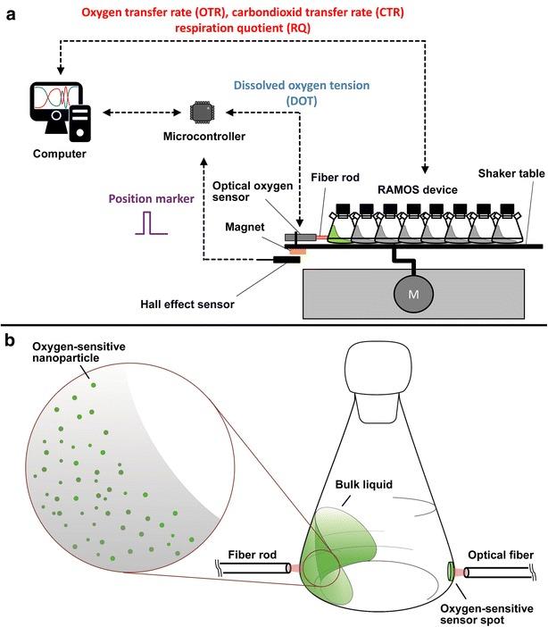 https://cdn.ncbi.nlm.nih.gov/pmc/blobs/42c5/4765216/c067b9f83189/12934_2016_444_Fig6_HTML.jpg
