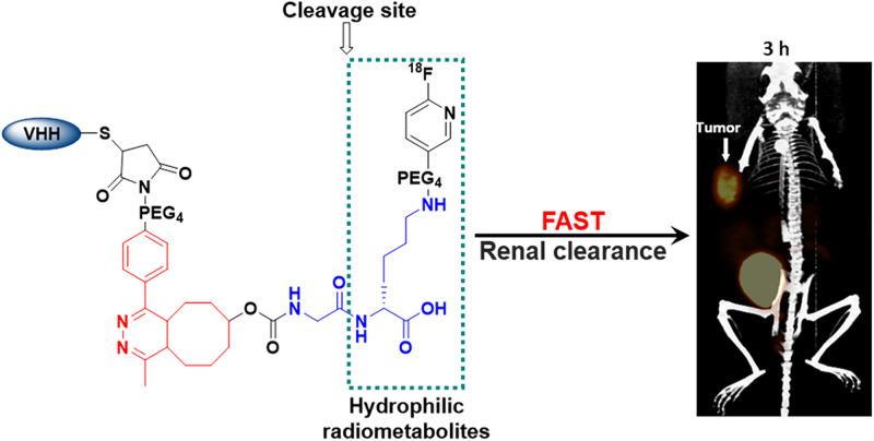https://cdn.ncbi.nlm.nih.gov/pmc/blobs/42c5/8612331/5d8b59d4f368/jnm261446absf1.jpg