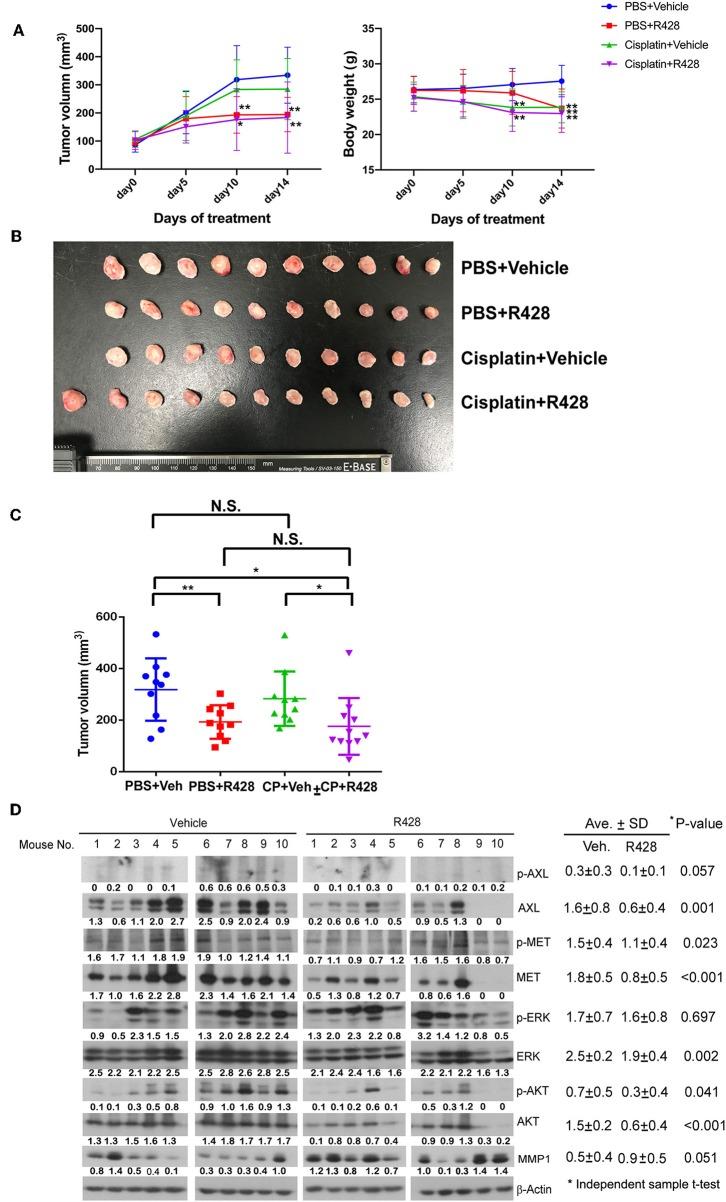 https://cdn.ncbi.nlm.nih.gov/pmc/blobs/42c6/6851194/46bd7ac7df84/fonc-09-01138-g0005.jpg