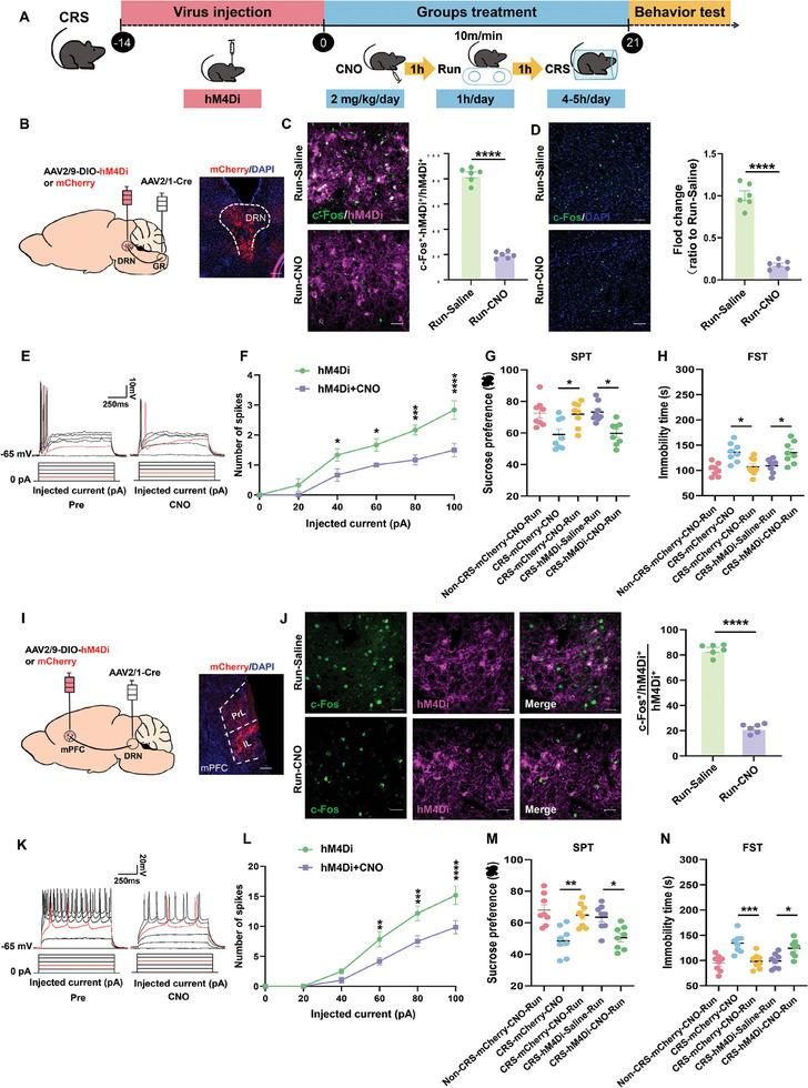 https://cdn.ncbi.nlm.nih.gov/pmc/blobs/42c7/11744721/8e4d52442045/ADVS-12-2408618-g004.jpg