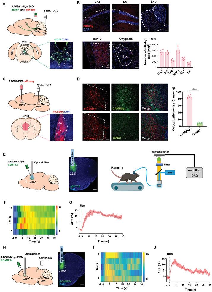 https://cdn.ncbi.nlm.nih.gov/pmc/blobs/42c7/11744721/e4225e17111f/ADVS-12-2408618-g008.jpg