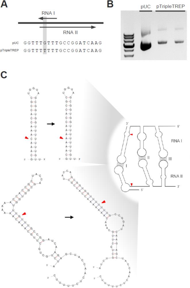https://cdn.ncbi.nlm.nih.gov/pmc/blobs/42c8/12090601/31658ac2eb4e/12934_2025_2736_Fig2_HTML.jpg