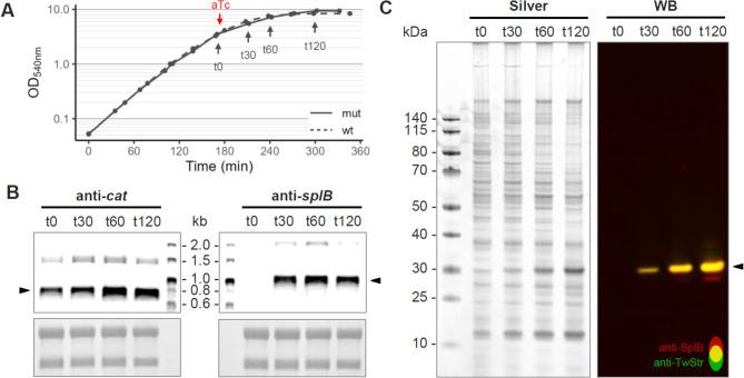 https://cdn.ncbi.nlm.nih.gov/pmc/blobs/42c8/12090601/bf0f53dfaffd/12934_2025_2736_Fig3_HTML.jpg